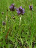 Prunella vulgaris