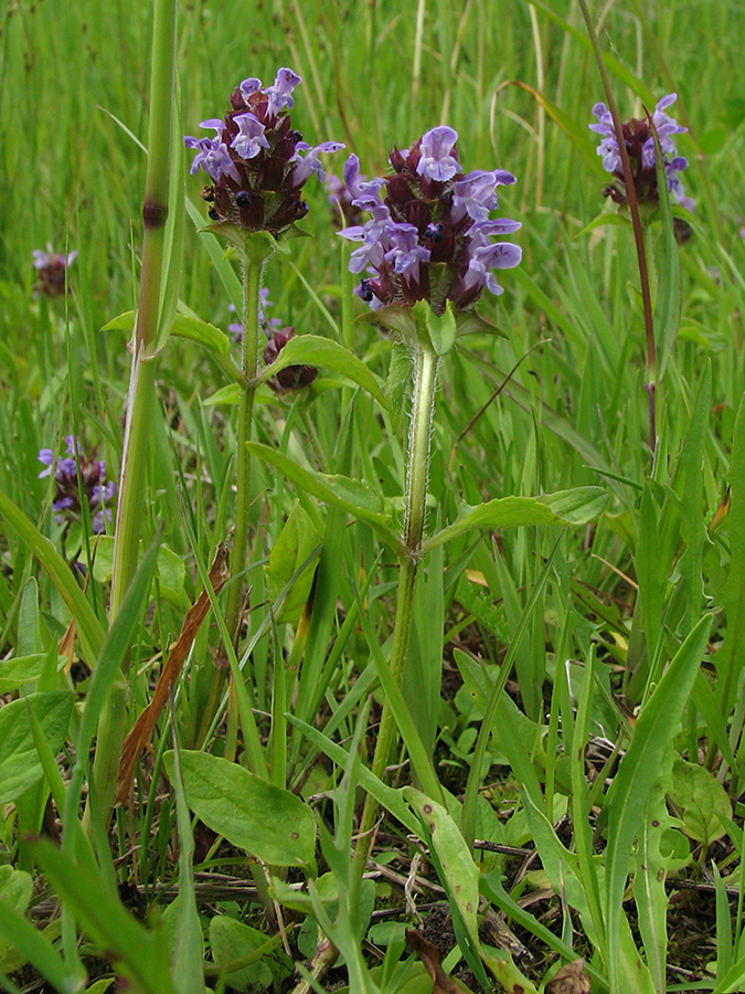 Изображение особи Prunella vulgaris.