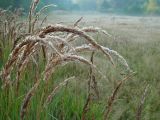 Calamagrostis epigeios. Соцветия. Московская обл., Раменский р-н, окр. дер. Хрипань, луг. 10.08.2002.