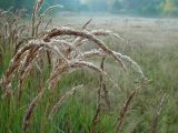 Calamagrostis epigeios