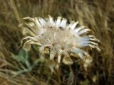 Centaurea orientalis