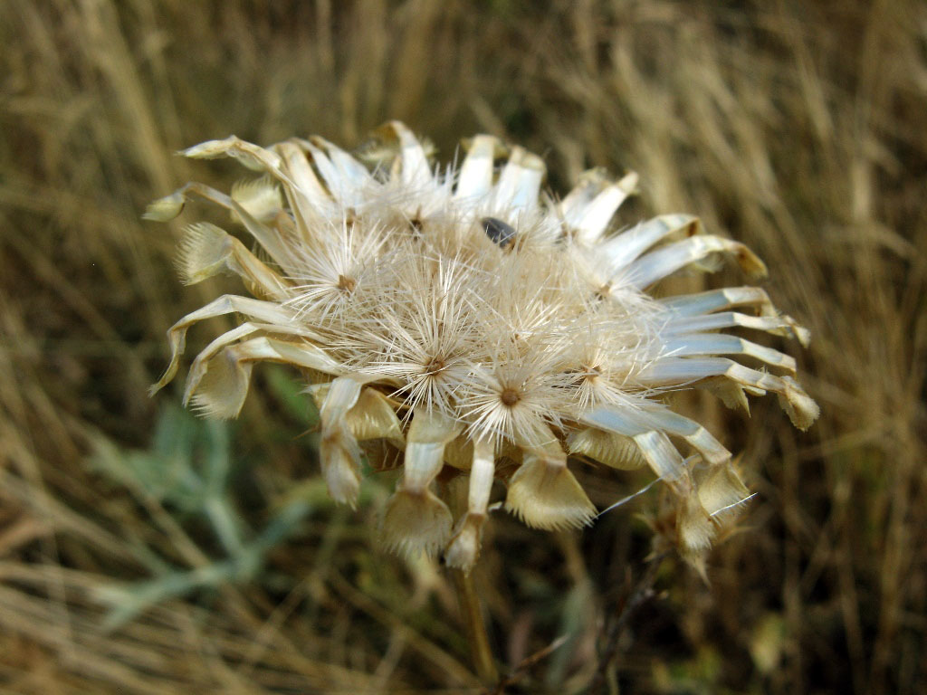 Изображение особи Centaurea orientalis.