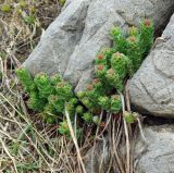 Rhodiola heterodonta. Растение с бутонами. Казахстан, Южно-Казахстанская обл., Угамский хр., верховья ущ. р. Сазаната. 06.05.2011.