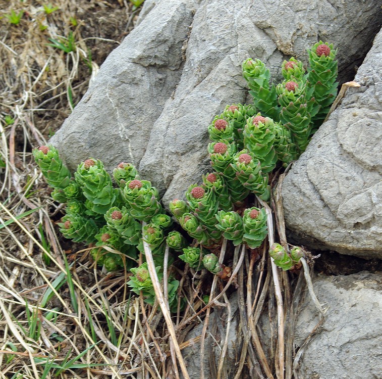 Изображение особи Rhodiola heterodonta.