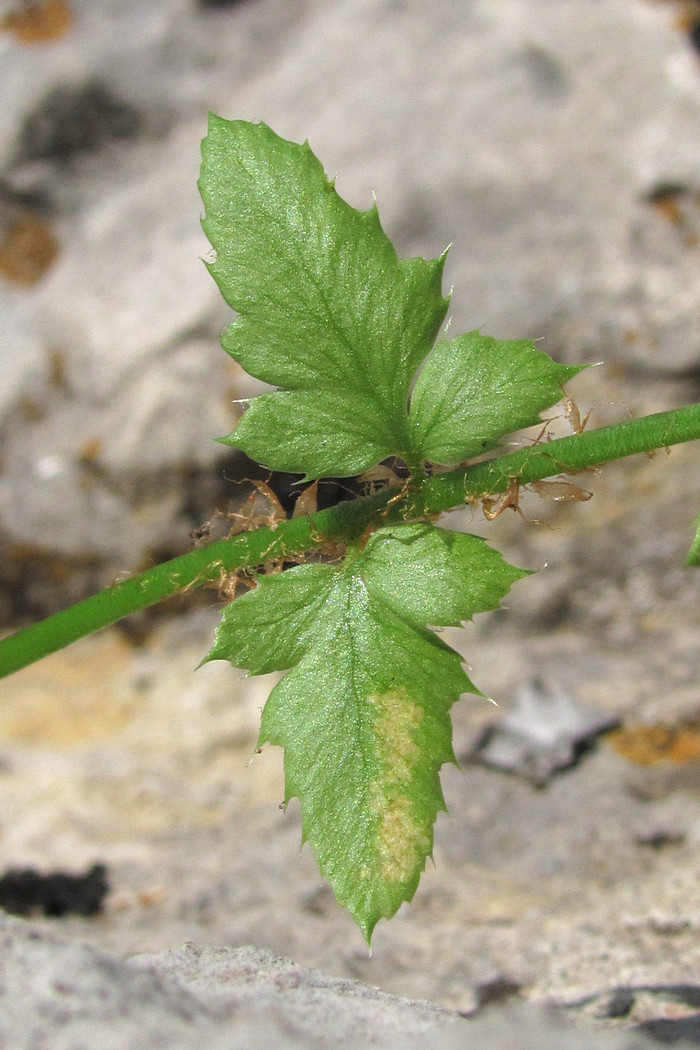 Изображение особи род Polystichum.