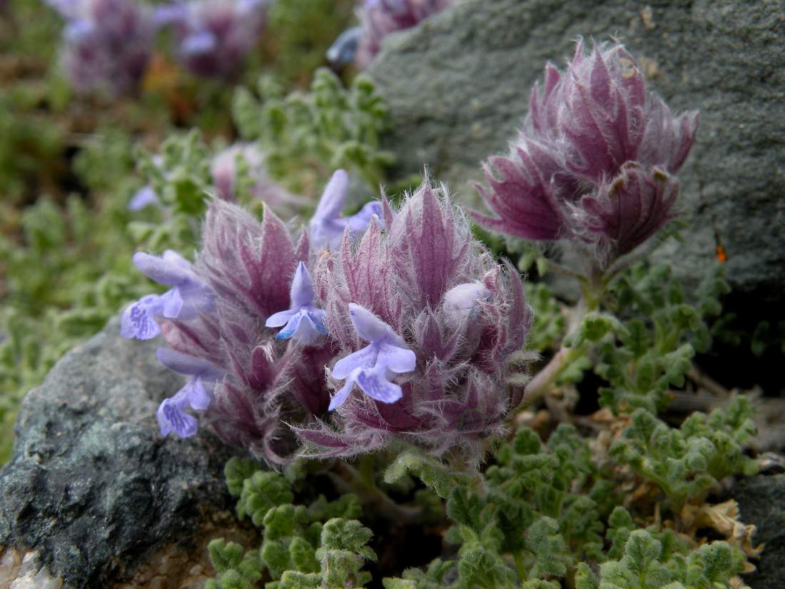 Изображение особи Dracocephalum bungeanum.