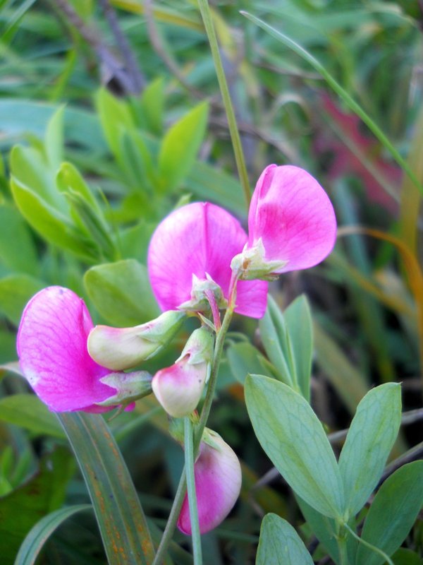 Image of Lathyrus tuberosus specimen.