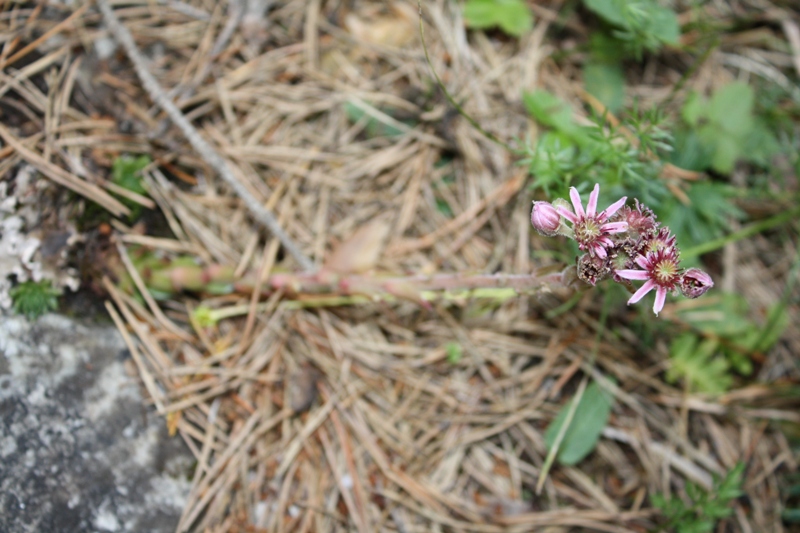 Image of Sempervivum caucasicum specimen.