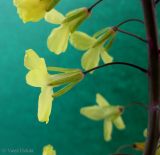 Brassica oleracea var. viridis