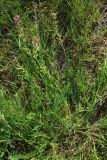 Oxytropis ornata. Цветущее растение. Казахстан, Южно-Казахстанская обл., долина р. Боролдай. 02.05.2011.