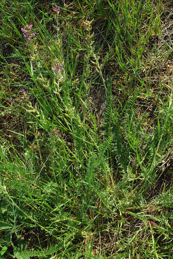 Изображение особи Oxytropis ornata.