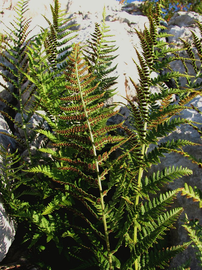 Изображение особи Dryopteris villarii.