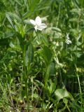 Viola accrescens