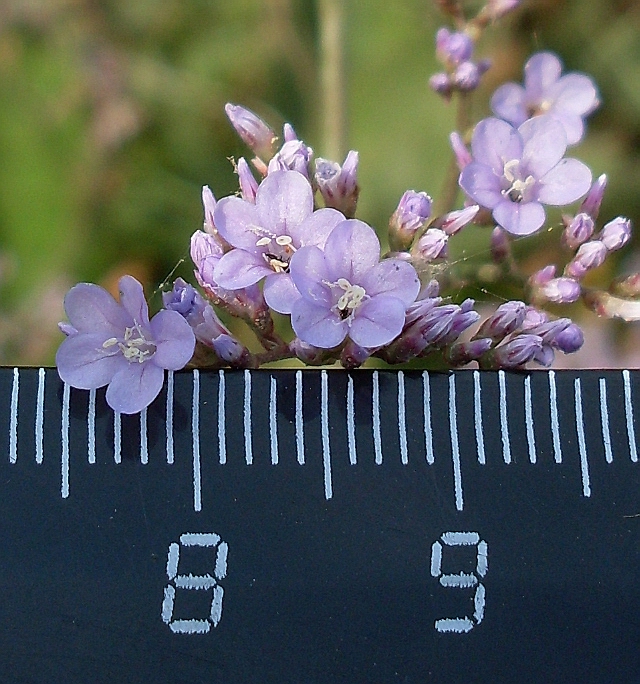 Изображение особи Limonium scoparium.