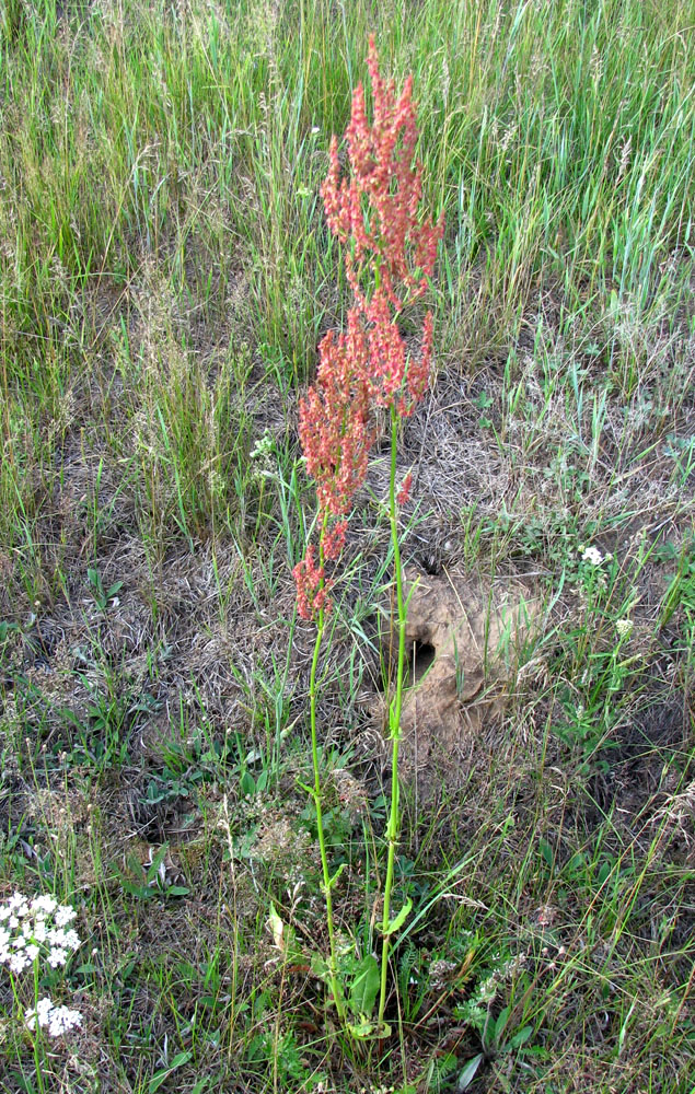 Изображение особи Rumex thyrsiflorus.