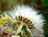 Sonchus oleraceus. Соплодие. Копетдаг, Чули. Май 2011 г.