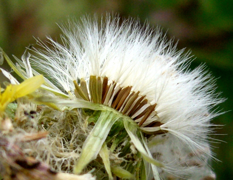 Image of Sonchus oleraceus specimen.