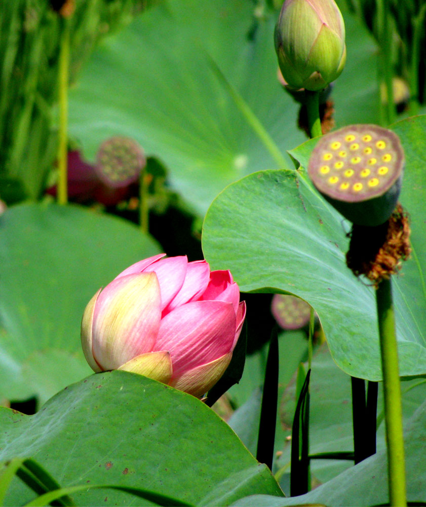 Изображение особи Nelumbo caspica.