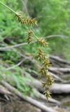 Carex elongata. Соплодие. Архангельская обл., Вельский р-н, окр. пос. Усть-Шоноша, берег водоёма. 29.06.2011.