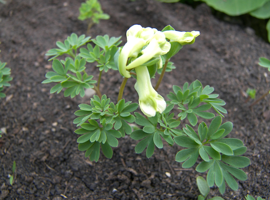 Изображение особи род Corydalis.