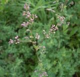 Thalictrum minus