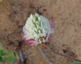 Trifolium philistaeum. Соцветие. Израиль, Шарон, г. Герцлия, травостой на песчаной почве. 26.03.2012.