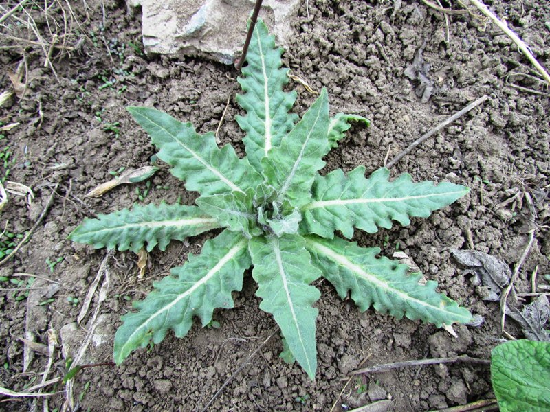 Image of Hyoscyamus niger specimen.