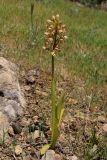 Orchis × wulffiana. Цветущее растение. Южный Берег Крыма, окр. Балаклавы. 30 апреля 2012 г.