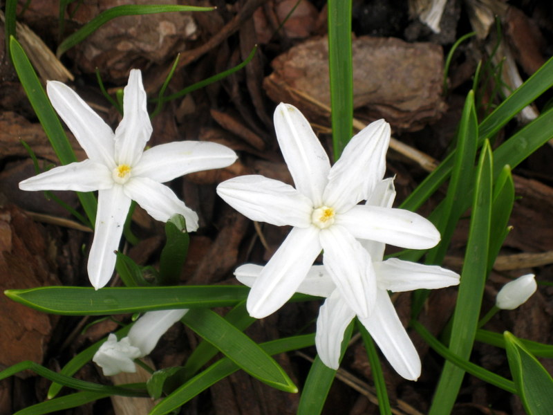 Image of Chionodoxa luciliae f. alba specimen.