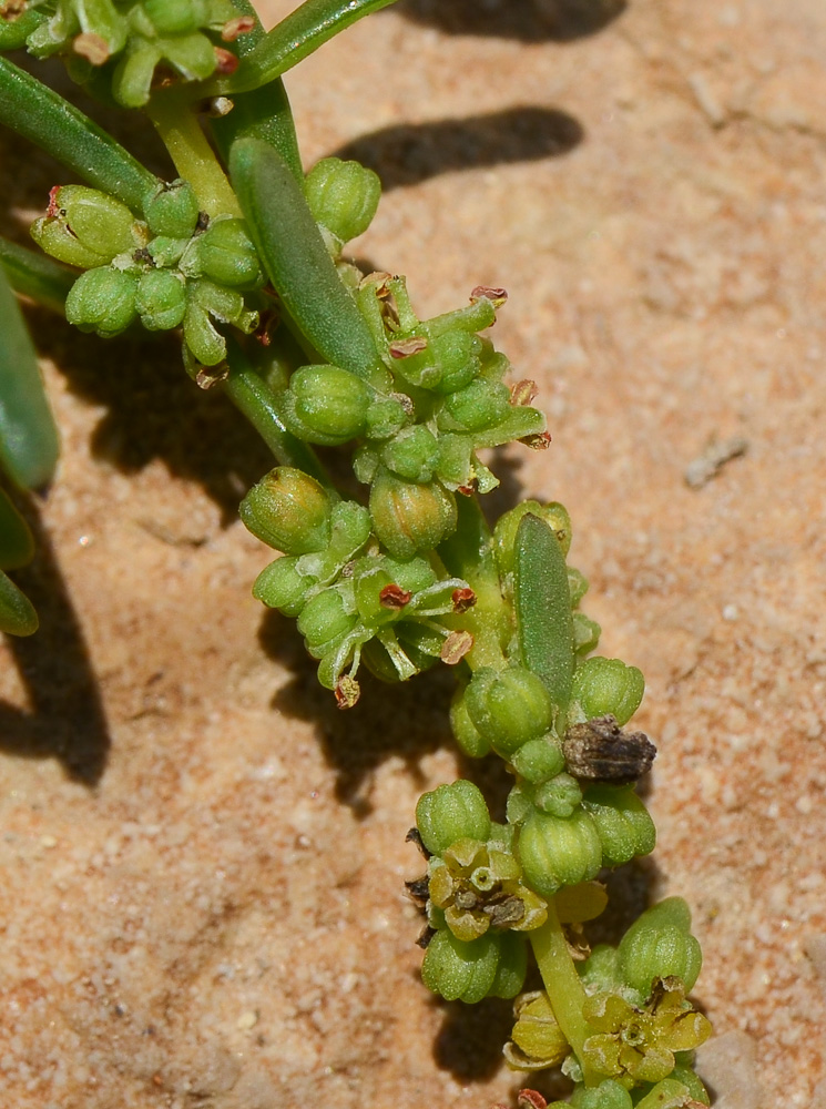 Image of Suaeda monoica specimen.