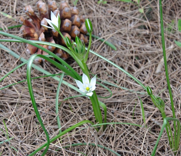 Изображение особи род Ornithogalum.