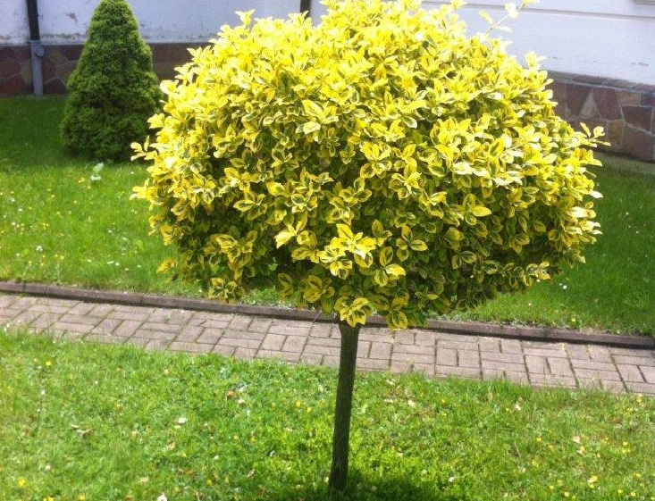 Изображение особи Euonymus fortunei.