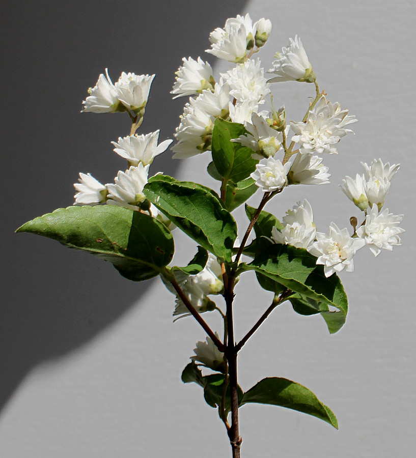 Изображение особи Deutzia &times; magnifica.