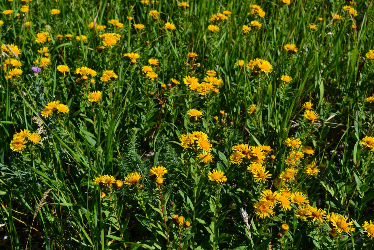 Изображение особи Inula aspera.