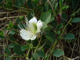 Capparis herbacea. Цветок и листья. Автономная Республика Крым, город Судак, склон горы. 07.06.2012.