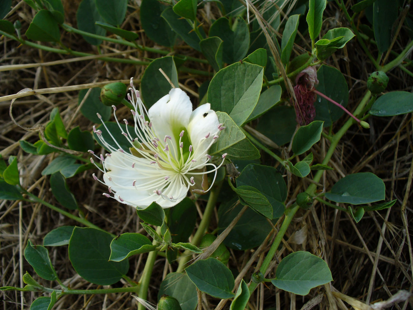 Изображение особи Capparis herbacea.