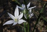 Ornithogalum kochii