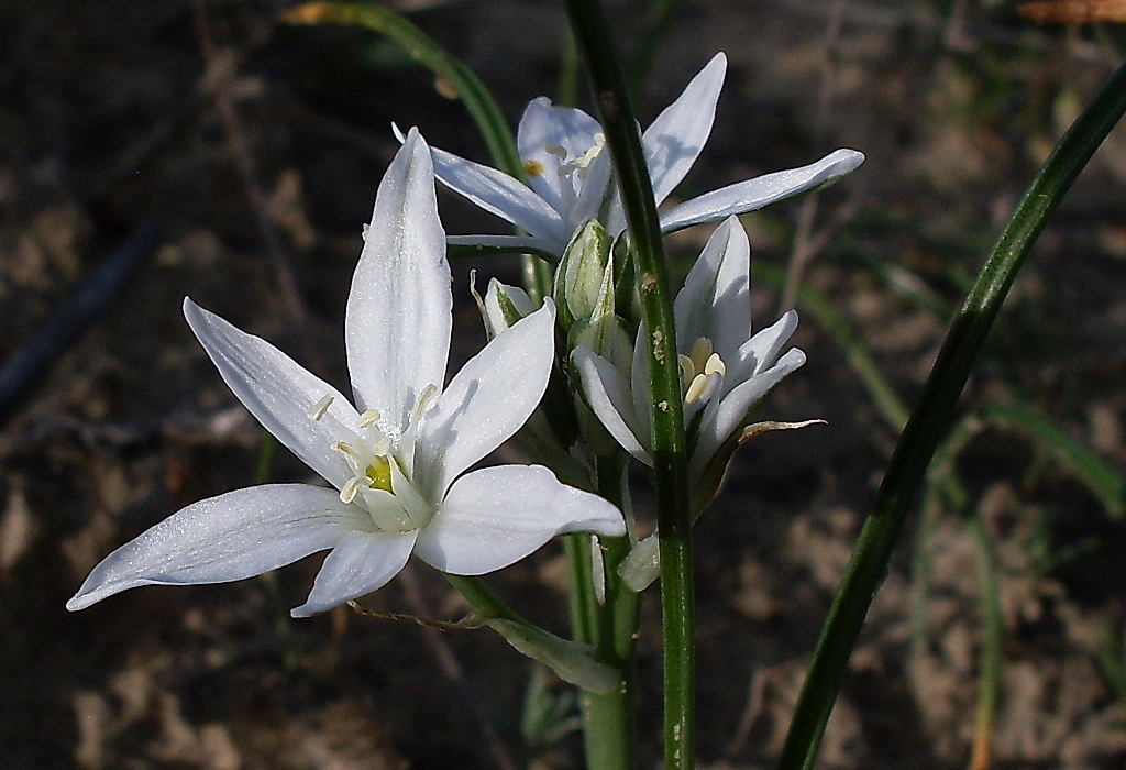 Изображение особи Ornithogalum kochii.