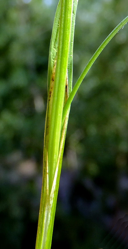 Image of Carex campylorhina specimen.