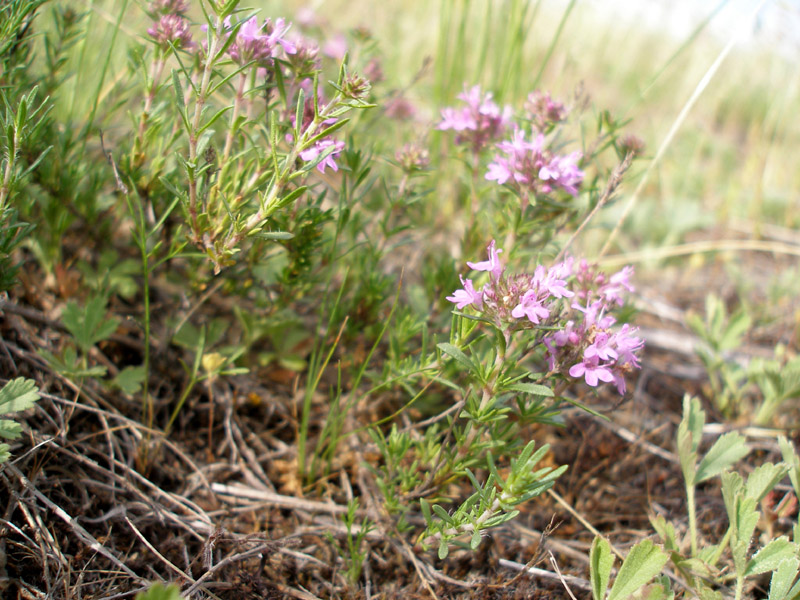 Изображение особи Thymus pallasianus.