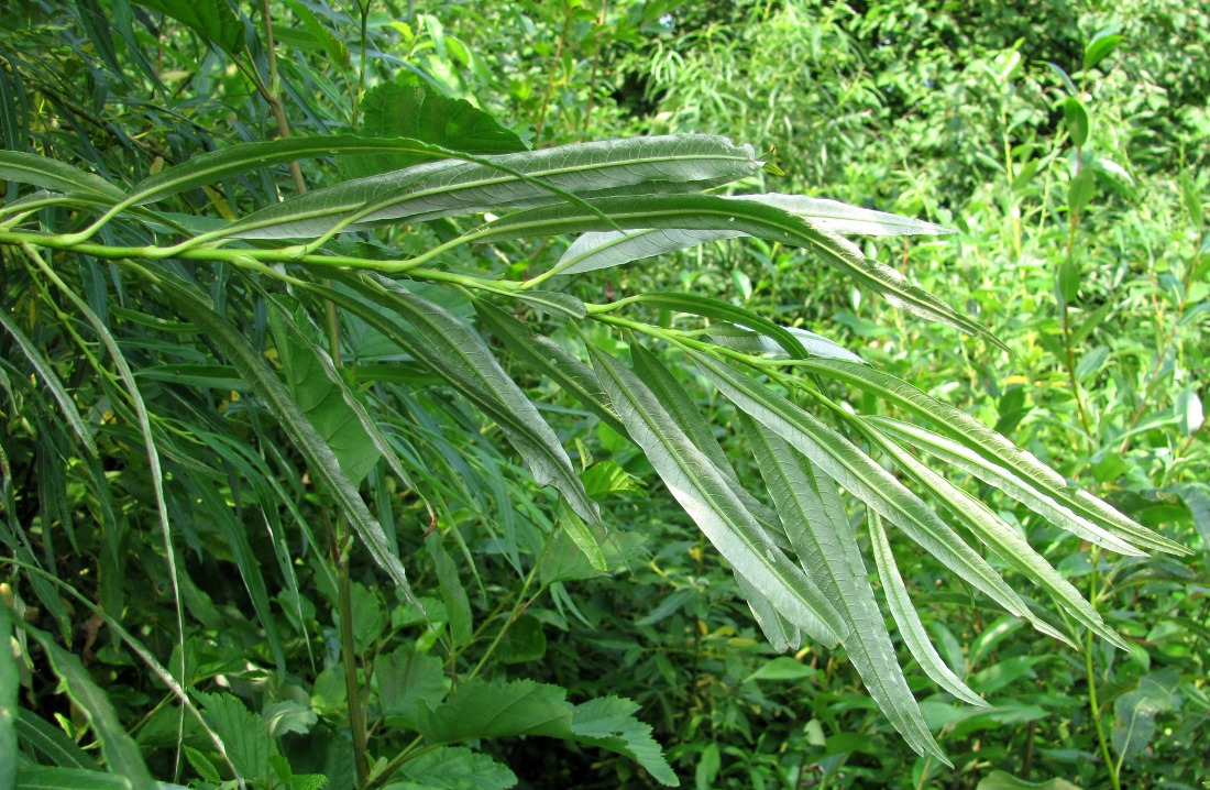 Изображение особи Salix × stipularis.