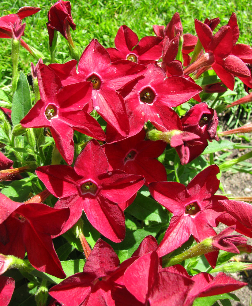 Изображение особи Nicotiana alata.