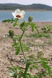 Hibiscus trionum. Побег с цветком и плодами. Крым, Симферополь, западный берег Симферопольского водохранилища. 12 августа 2012 г.