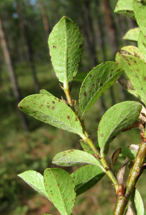 Изображение особи Salix myrsinites.