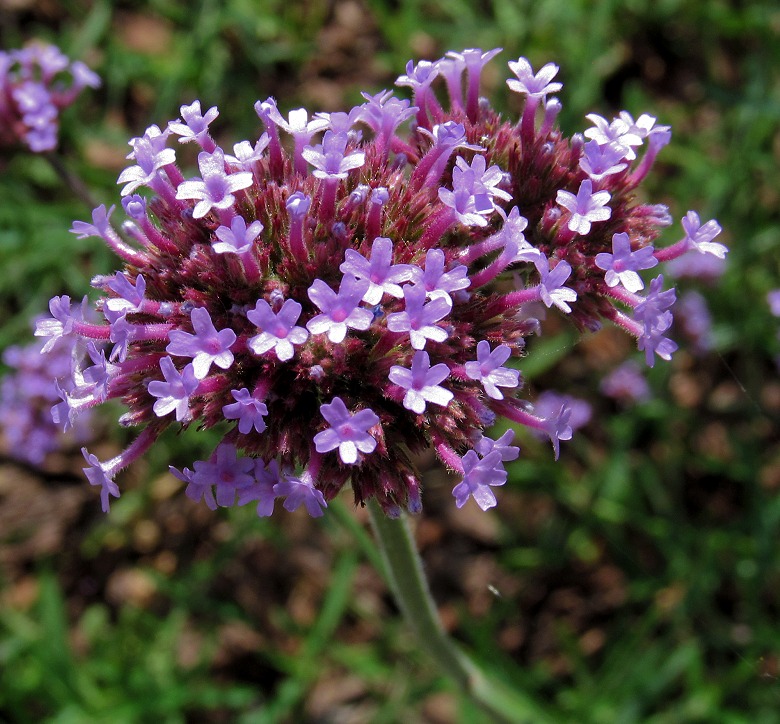 Изображение особи Verbena bonariensis.