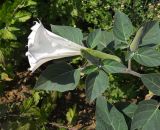 Datura innoxia