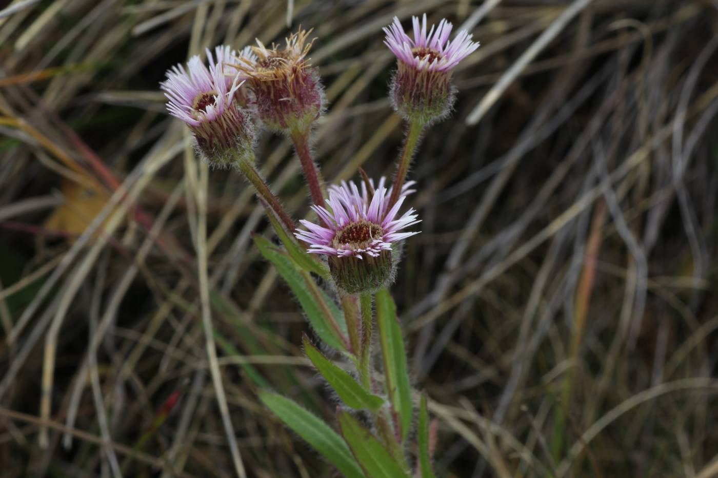 Изображение особи Erigeron acris ssp. botschantzevii.