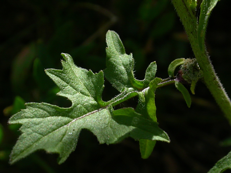 Image of Sisymbrium officinale specimen.