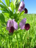 Vicia sativa. Верхушка цветущего растения. Коми, окраина г. Сыктывкар, рапсовое поле. 19.08.2012.