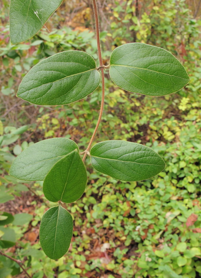 Изображение особи Lonicera japonica.